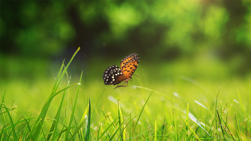 Environmental Awareness